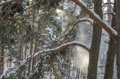 Такса Бася на прогулке в зимнем лесу