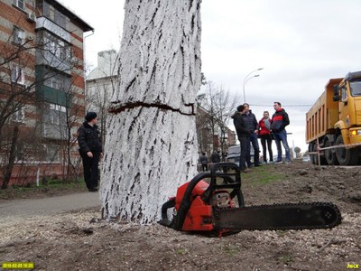 «Боевое» дежурство на страже деревьев