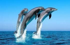 Помогите китам, дельфинам и тюленям