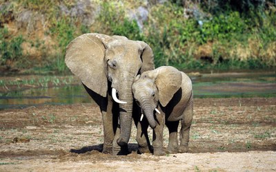 Призыв в защиту слонов