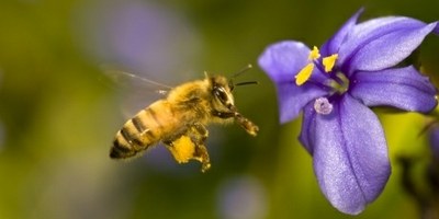 Угроза миру – остаться без пчел