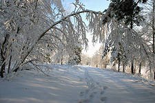 А. Марасов. Этюды к описанию природы. Зима