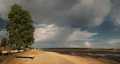 Полей дерево рядом с домом